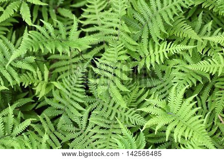 Leaves of the long beechfern (Phegopteris connectilis)