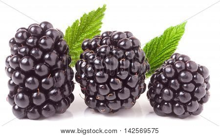 three blackberry with leaf isolated on a white background closeup.