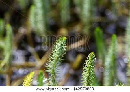 Leaves of a Mares tail (Hippuris vulgaris).