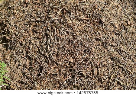 Closeup of an anthill with lot of big bustle ants