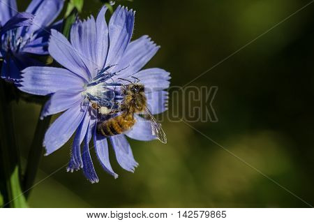 Bee Tirelessly Gathering Pollen from a Tiny Blue Flower