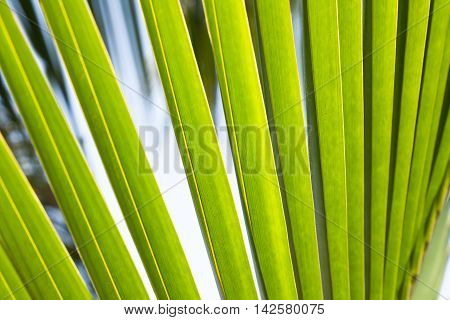 Lush green abstract tropical palm leaf background