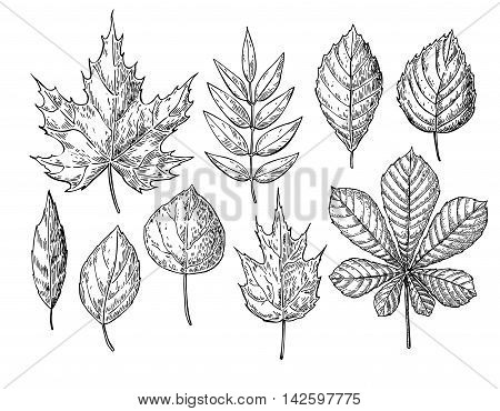 Vector autumn drawing leaves set. Isolated objects. Hand drawn detailed botanical illustrations. Oak maple chestnut leaf sketch. Vintage fall seasonal decor.