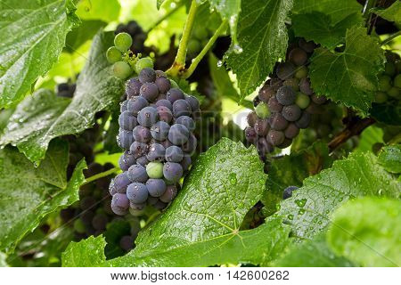 Clusters of wine grapes ripen on the vine.