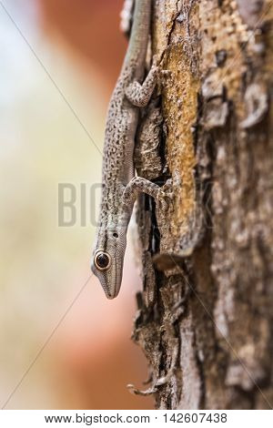 Close up shot of the gecko on the tree branch in a forest. Madagascar
