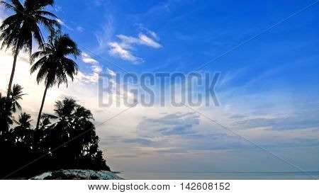 Coconut tree on the Island of Thailand