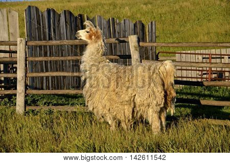 A wooly llama in need of a shearing stands near a weathered wooden fence