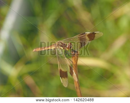 Dragonfly sitting on a blade of grass. Flying insects.