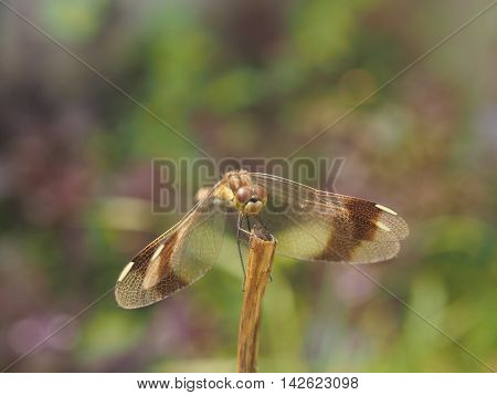 Dragonfly sitting on a blade of grass. Flying insects.