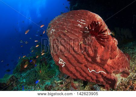 Coral reef barrel sponge and scuba divers