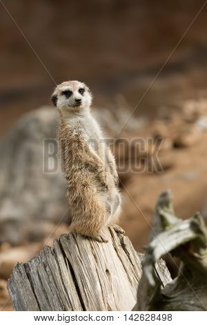 african mammal meerkat or suricate watching out for danger