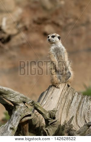 Meerkat Or Suricate