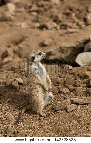Meerkat Or Suricate
