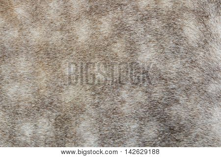 Real Sealskin Background