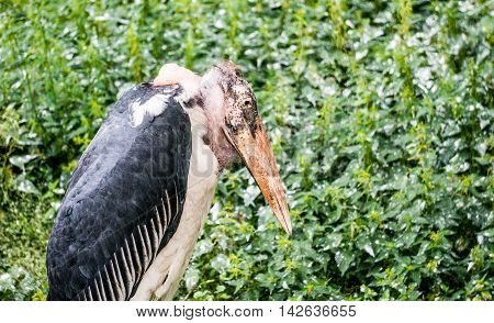 One Marabu Bird standing in the green Garden