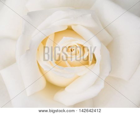 Close up of a beautiful white rose