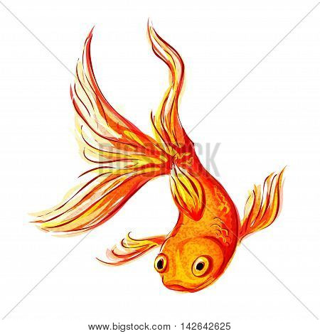 Isolated gold aquarium fish on a white background. Vector illustration.