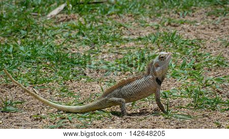 Ceylon chameleon on the grass. Ceylon chameleon on the grass in the village of Koggala Sri Lanka.