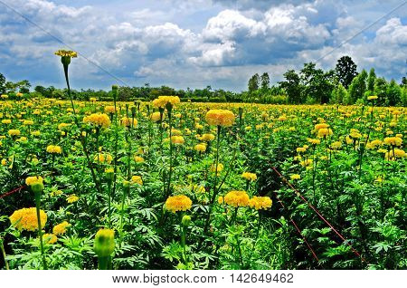 Field marigold yellow beautiful on the mountains.