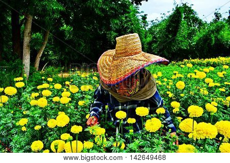 Gardeners keep marigold yellow beautiful on the mountains.