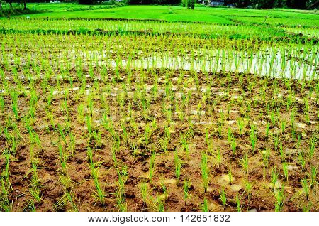 Fields ages One month of odd minutes to eat their rice.