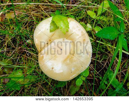 Wet and slippery damp hat of mushroom in the forest. Season search of mushrooms for cooking.
