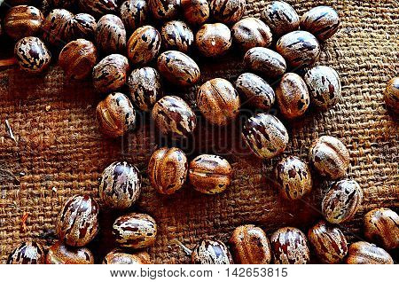 Seeds that are waiting to be planted to grow again.
