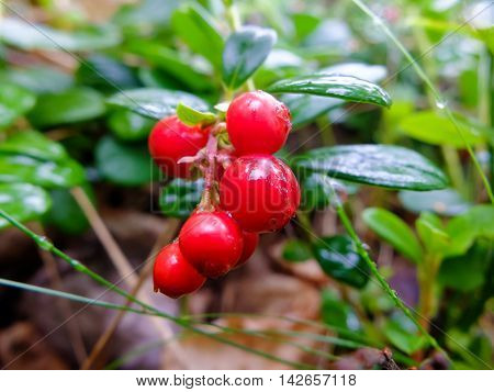 Cranberries growing  rich in vitamins. Berries for making jam or sweet syrup.
