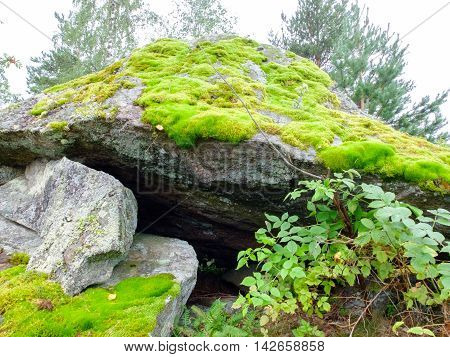 Fresh green moss on a large boulder. The moss plant covering. Soft plant of the tundra and North.