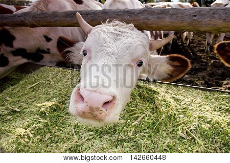 The cows eat silage feeders before the evening milking. Funny cow looking to a camera.