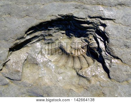 Ammonite Fossil on Beach at Runswick Bay in North Yorkshire