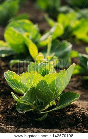 Close Up Sunny View Of The Green Vernal Sappy Seedlings Plants Of Cabbage Or Brassica Oleracea Planted In Open Ground Soil At The Garden Bed In Spring.