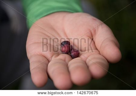 Closeup of a child's hand holding freshly picked blueberries