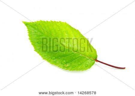  hoja verde aislada sobre un fondo blanco