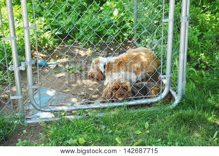 Two Lonely Dogs in a Small Kennel Cage Outside