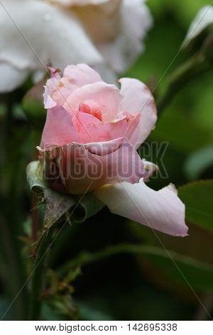 Close up of pink rose with rain drops