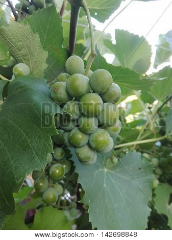 Bunch of young green grapes ripening on a branch at sunset vineyard in summer