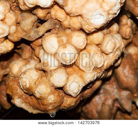 Calcium carbonate roses dripstone in Koneprusy caves Czech republic