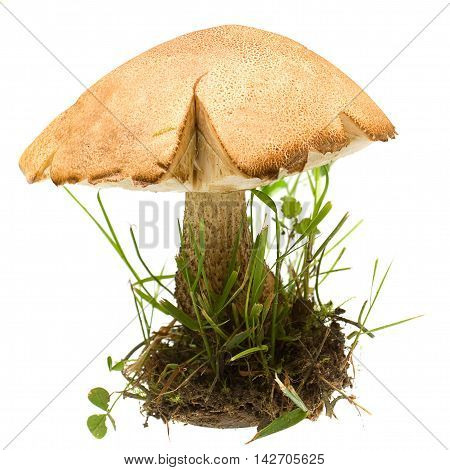 Mushroom Birch Bolete (Leccinum Melaneum) isolated on white