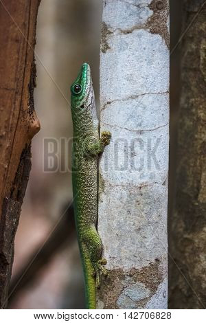 Close up shot of the gecko on the tree branch in a forest. Madagascar
