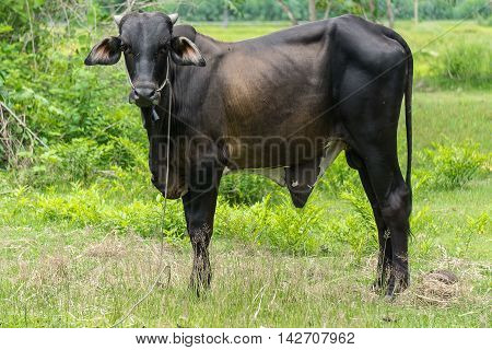 Black cow in the farm at the countryside