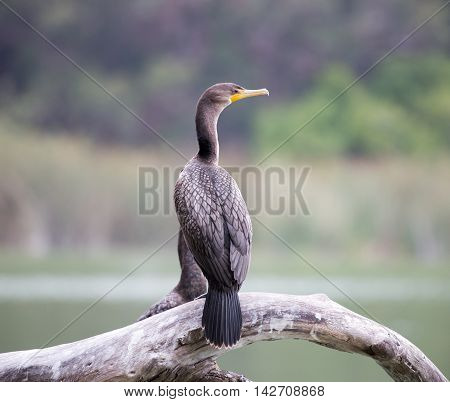 Double-crested Cormorant - Phalacrocorax auritus. Lake Merced Park, San Francisco, California, USA
Double-crested Cormorant perched on a tree by the lake.