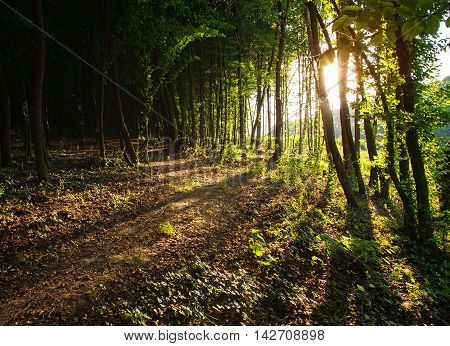 Rays of sunlight in a green summer forest at sunset