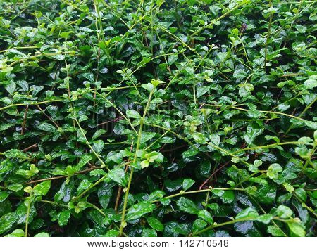 Green leaf pattern and dew warter background
