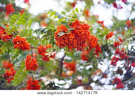 red wild ash on an autumn tree