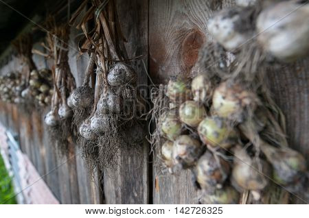 Drying onions haning on the wooden wall.