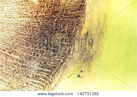 Abstract tropical palm tree texture background  in vintage style