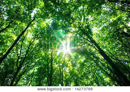 vihreä metsä