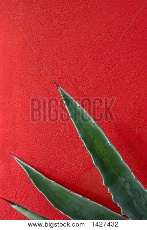 Agave abstrakt