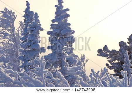 Tree branches in the snow in siberia